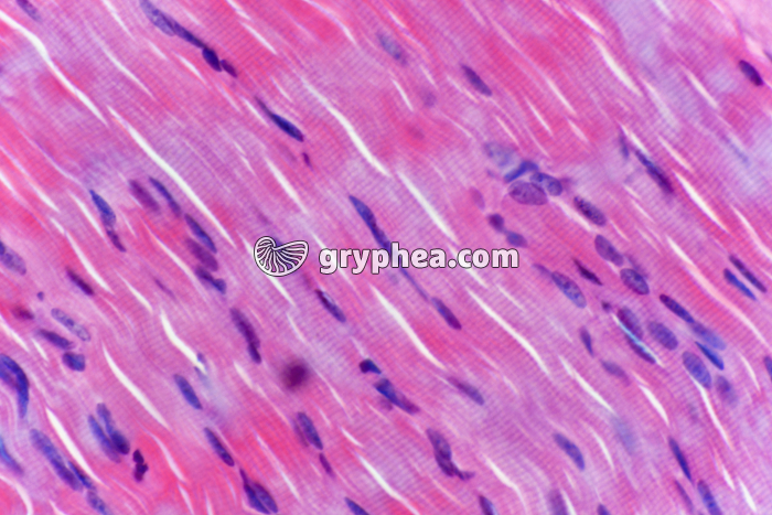 Fibres musculaires cardiaques (muscle strié) CL x200 - gryphea.com